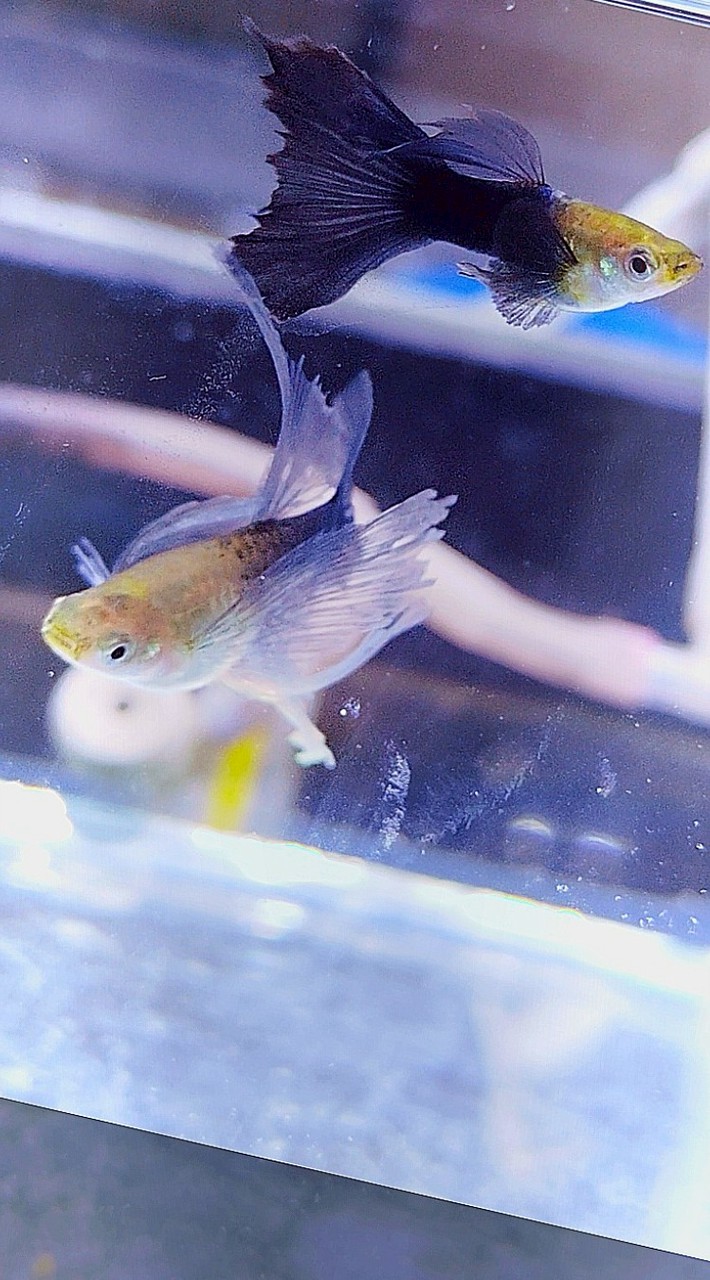 魚圈💠孔雀魚交流分享市集、異形、鼠魚、燈魚、螯蝦、米蝦