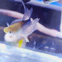 魚圈💠孔雀魚交流分享市集、異形、鼠魚、燈魚、螯蝦、米蝦