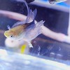 魚圈💠孔雀魚交流分享市集、異形、鼠魚、燈魚、螯蝦、米蝦