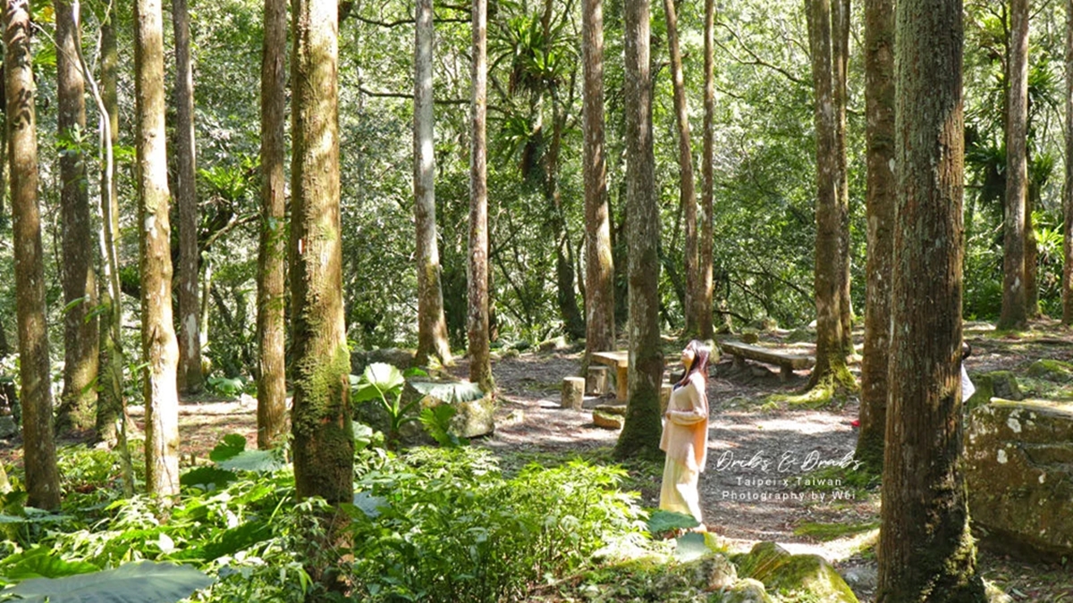 負離子、芬多精吸到飽！最強國家森林遊樂區TOP10：千年神木、免門票逛整天