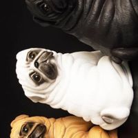 ✨️中小型犬 交流買賣討論區