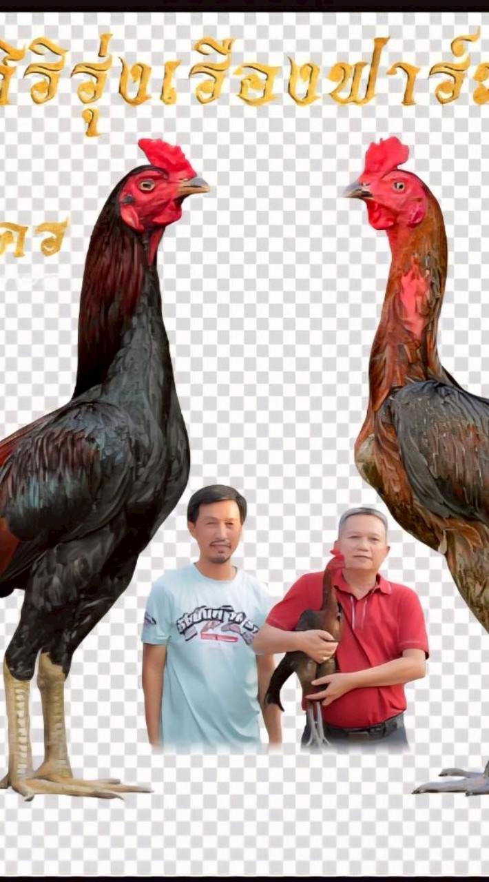 ศิริรุ่งเรืองฟาร์มไก่ชนbyชัยยันต์ฟาร์ม