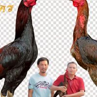 ศิริรุ่งเรืองฟาร์มไก่ชนbyชัยยันต์ฟาร์ม