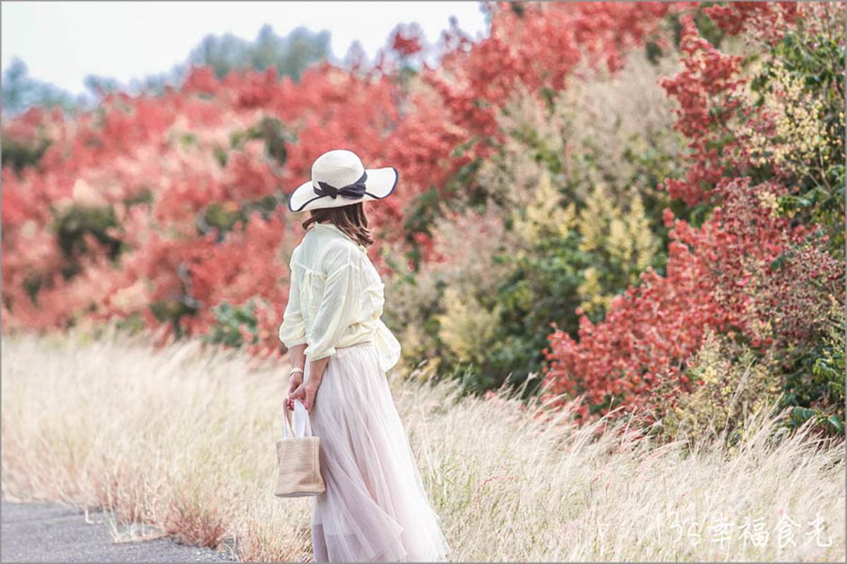 秋限定「火紅巨龍」步道在嘉義！６米長鮮紅欒樹＋芒草美翻，10月底前快朝聖