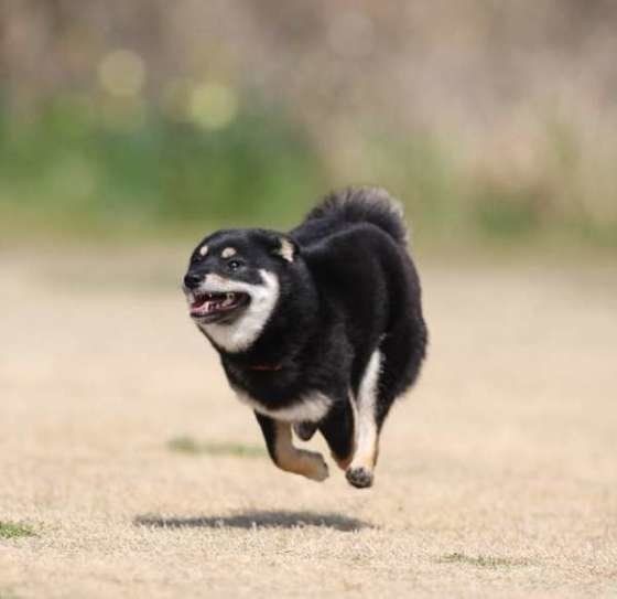 犬もしゃっくりする 病気が原因になるケースは