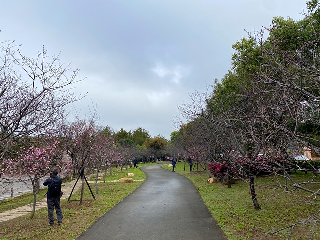 后里崴立機電櫻花公園