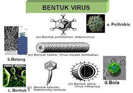 Mengenal Bentuk Virus Dari Variasi Ukuran Dan Komposisi Kimiawinya Merdeka Com Line Today