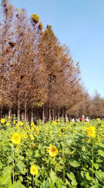 CHTr高服布告欄(直屬台北)