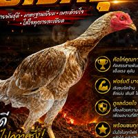 ป.วิศรุต
