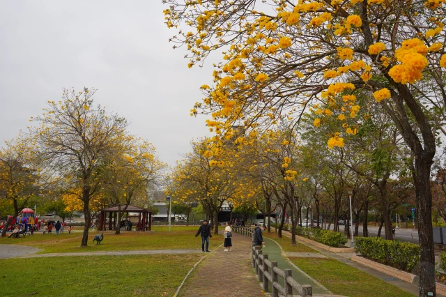 2023廍子公園黃花風鈴木花況,台中最美的黃金公園,廍子公園黃花風鈴木,廍子公園黃花風鈴木花況