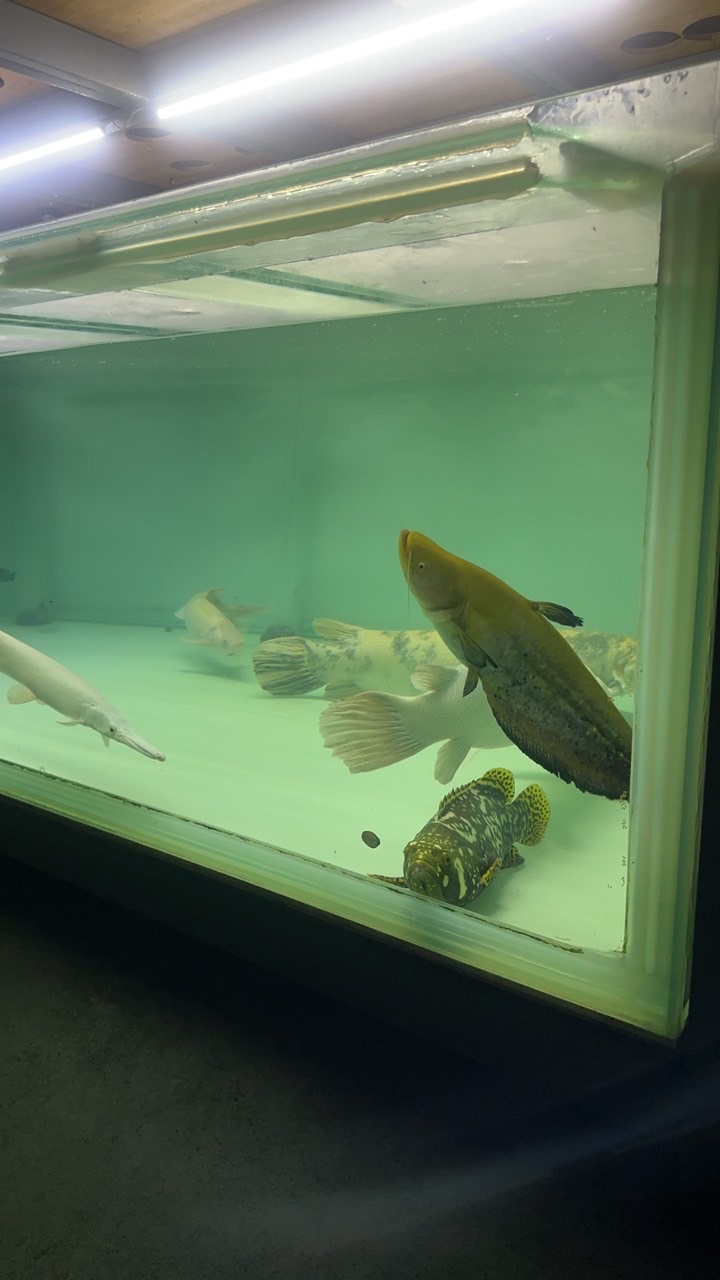 宜蘭🐔哥路亞分享群