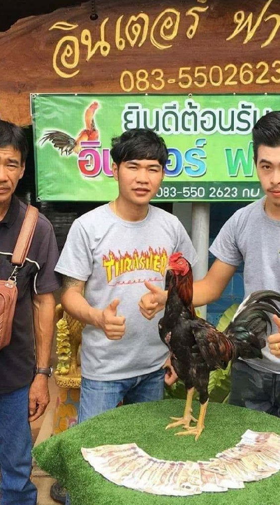 เดียว DNฟาร์ม ไก่พม่าซิ่งเหล่าอินเตอร์ฟาร์ม