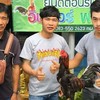 เดียว DNฟาร์ม ไก่พม่าซิ่งเหล่าอินเตอร์ฟาร์ม