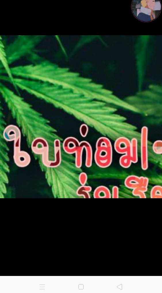 พวกกู🌿ใบท่อม|•👅