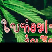 พวกกู🌿ใบท่อม|•👅