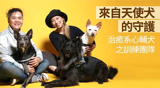 來自天使犬的守護 哈寵誌tw Line Today