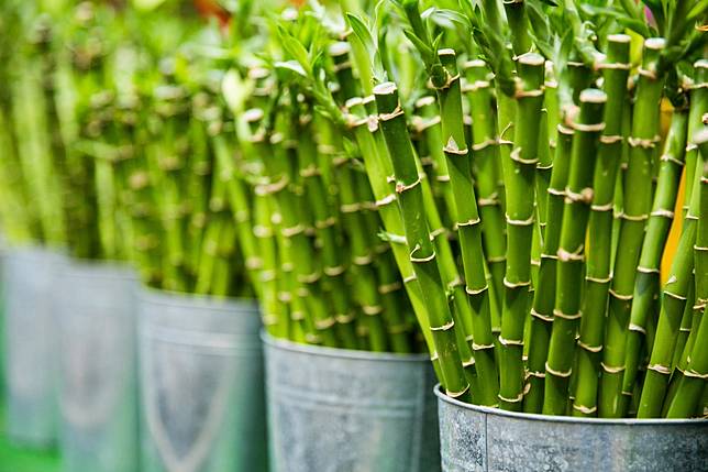 室內植物禁忌注意4點 假花是地雷 開運竹 放錯反而會破財 Bella儂儂 Line Today