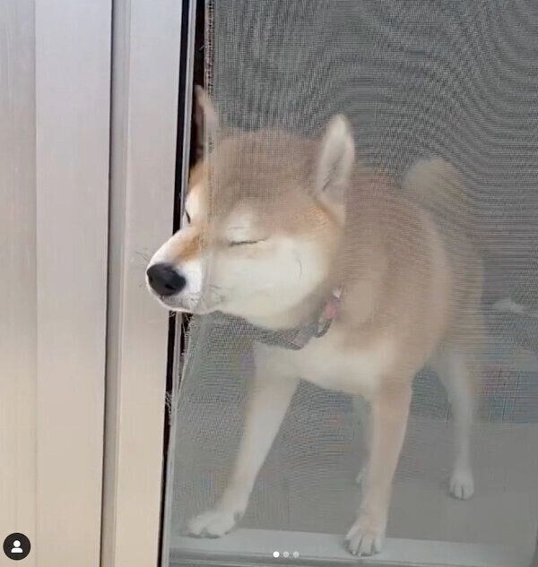 網戸にペット扉 オレにはいらんのじゃー な反応に爆笑