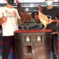 ซุ้มหนุ่มอุทัยไก่ชน
