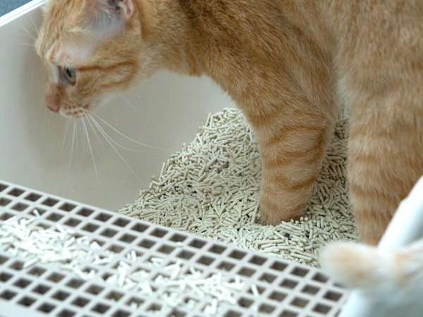 「貓砂」貓奴每日剷屎必備神器-防御工事 Hururu 條型礦型豆腐砂混用開箱分享