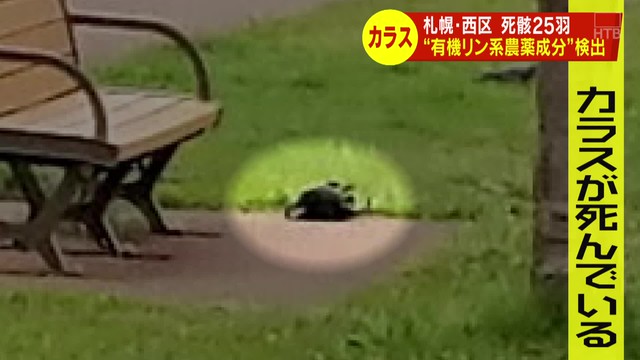 死がいから有機リン系農薬 カラス大量死で