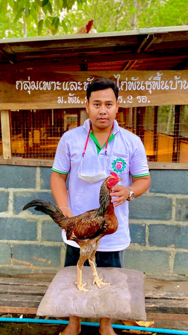 กลุ่มเดี่ยวฟาร์ม ไก่เยียร์