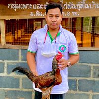 กลุ่มเดี่ยวฟาร์ม ไก่เยียร์