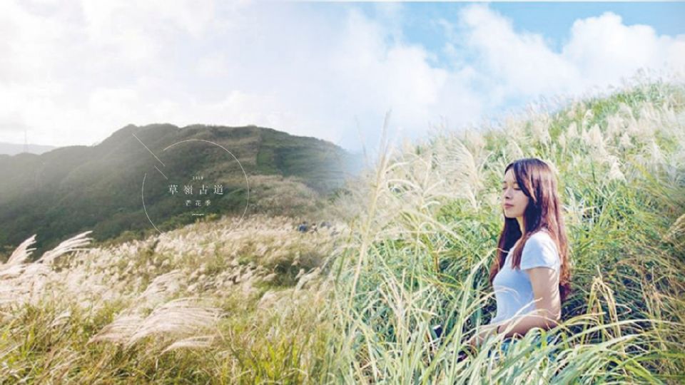 IG超紅必拍芒花！秋季限定草嶺古道芒花季登場！