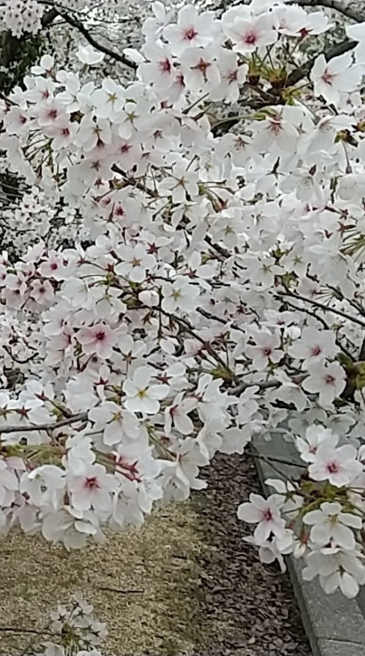 紫雲出山お花見ハイキング2024