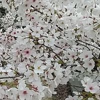 紫雲出山お花見ハイキング2024