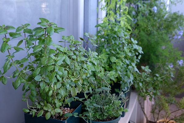 花屋が教える ベランダでオリーブの木を育てるときのポイント