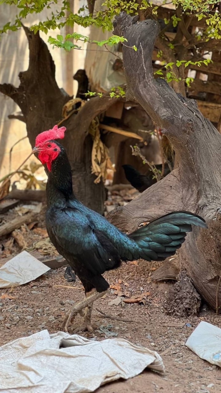 สิงค์เมืองเหล็ก (ขี้เหล็กใหญ่ไก่ชน)