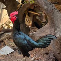 สิงค์เมืองเหล็ก (ขี้เหล็กใหญ่ไก่ชน)