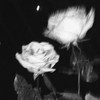 ตัวแทนเติมเกม/เเอพพรึ By:Fxurthx🫶🏻❕
