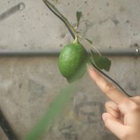 純植好物一起買！散仙團購區