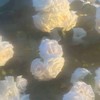 *  君の事が本当に好きだ ＿＿ 【 全緩也ハント 】