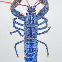 立洋水產