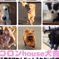わんちゃんを飼いたい人集まれ🐶