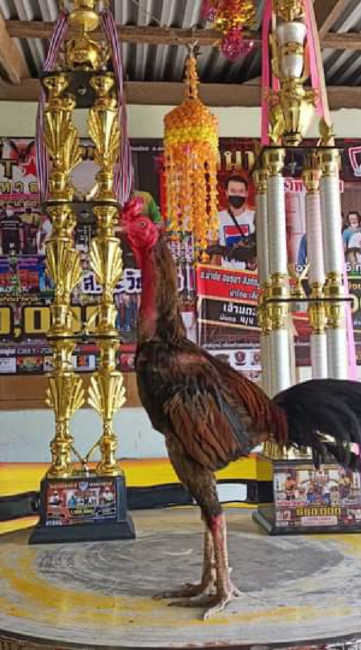 ซุ้ม พล ส.ตะวันแดง (จ้าวเด็กวัด)