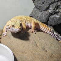 東海爬蟲交流討論