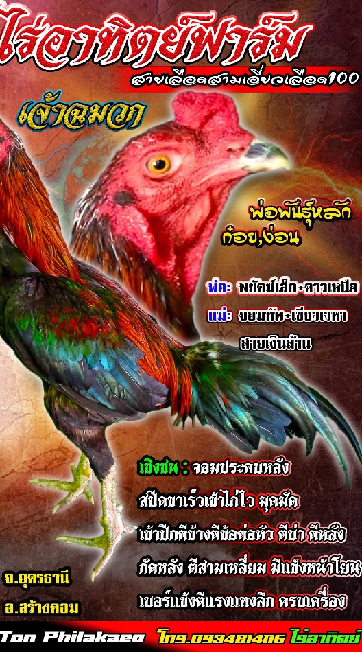 ไร่อาทิตย์ฟาร์มแหล่งเพาะพันธุ์พัฒนาไก่ชนทุกสายพันธุ์พม่าก๋อยง่อน