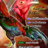 ไร่อาทิตย์ฟาร์มแหล่งเพาะพันธุ์พัฒนาไก่ชนทุกสายพันธุ์พม่าก๋อยง่อน