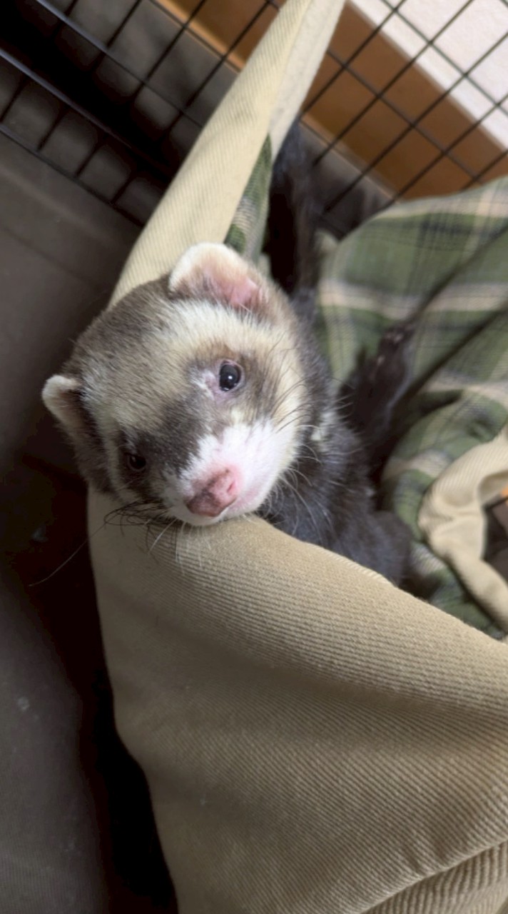 フェレット界隈