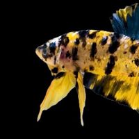 鬥魚玩家交流討論區