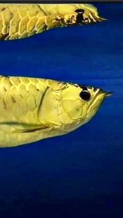 原龍［原生種］精品龍魚