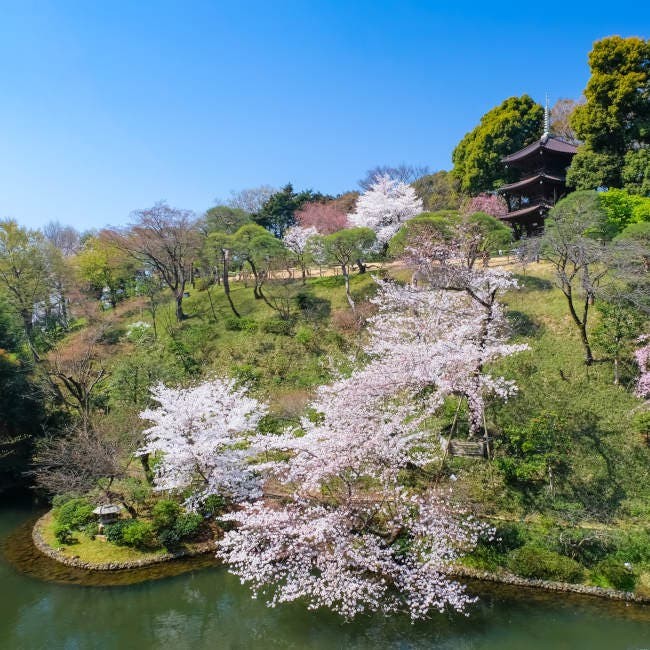 桜咲くホテル椿山荘東京で お花見ビュッフェ ランチやディナーのあとは 椿アートや東京雲海を満喫して Ozmall オズモール