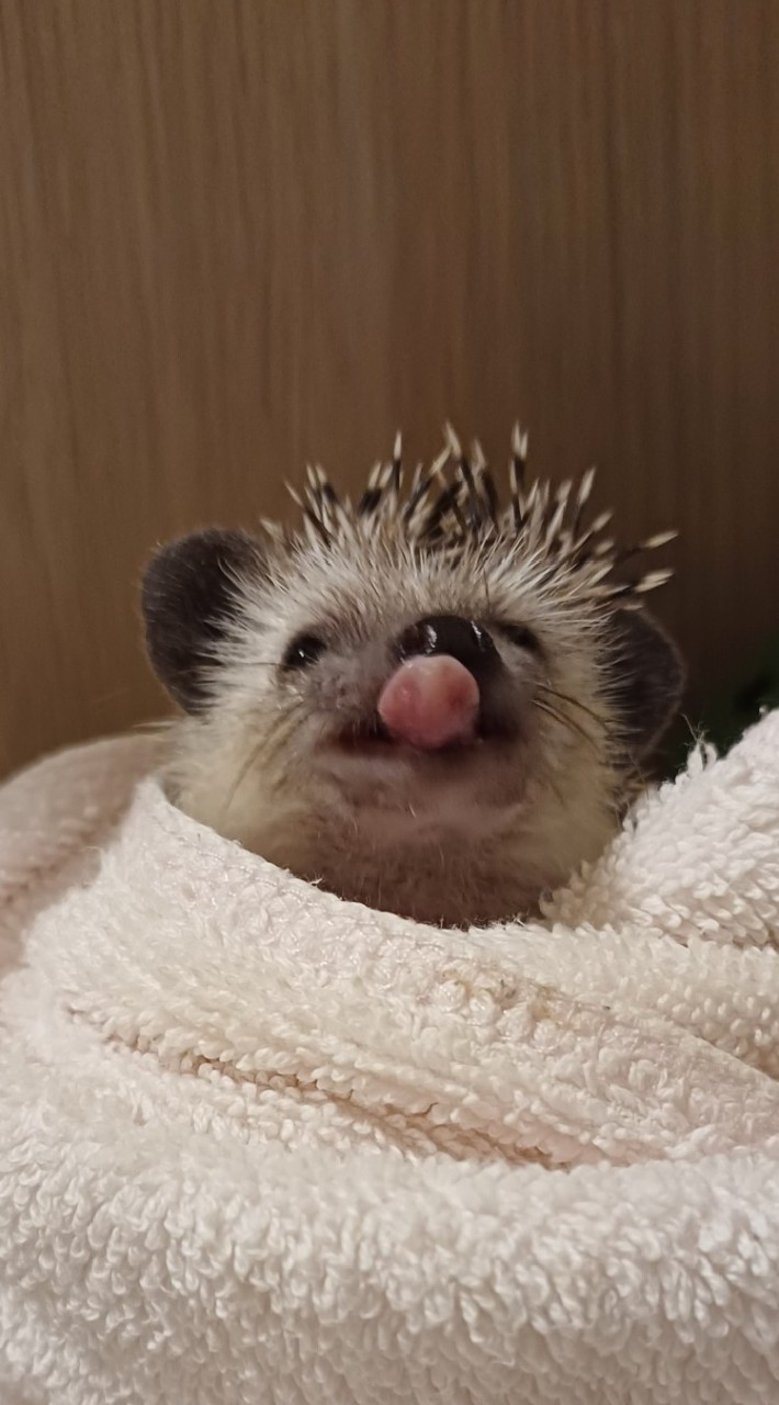 刺蝟🦔❤️❤️❤️