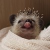 刺蝟🦔❤️❤️❤️