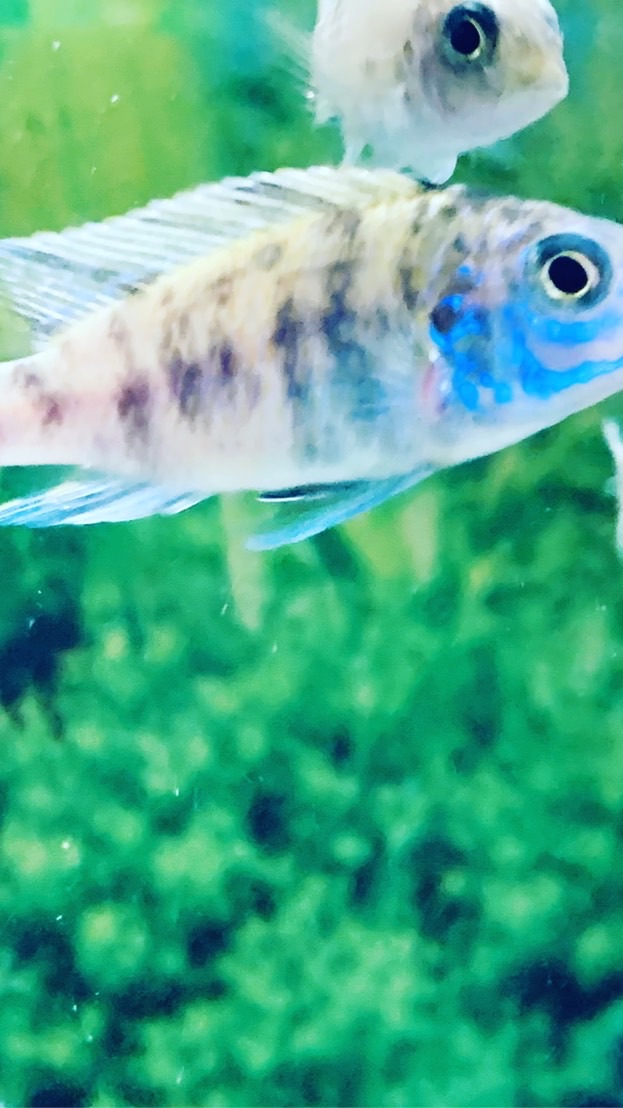 看！有魚水族（自由交流群）