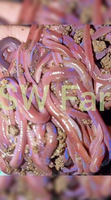 เลี้ยงใส้เดือน​ Sw